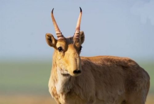 antilope saiga