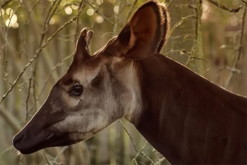 animal okapi