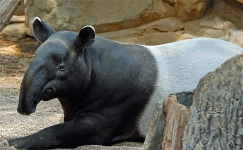 tapir malayo