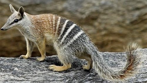 numbat