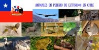 animales en peligro de extincion en chile