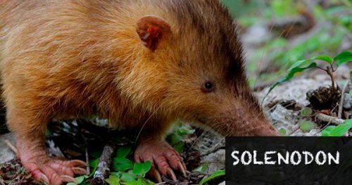 solenodon animal