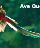 ave quetzal