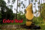 cobra real