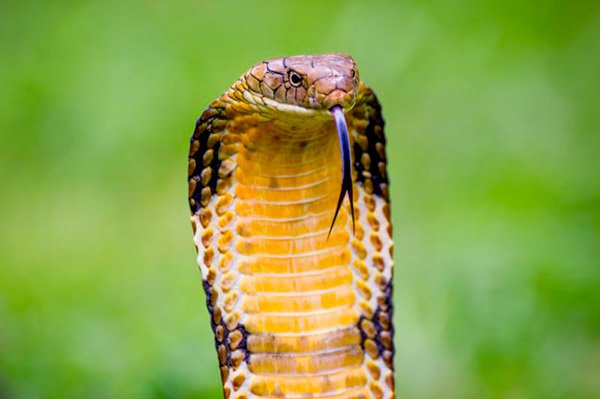 serpiente cobra