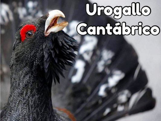 urogallo cantábrico