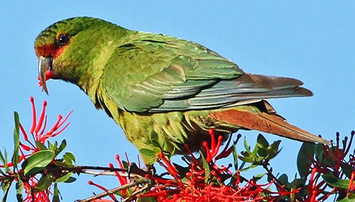 Enicognathus leptorhynchus