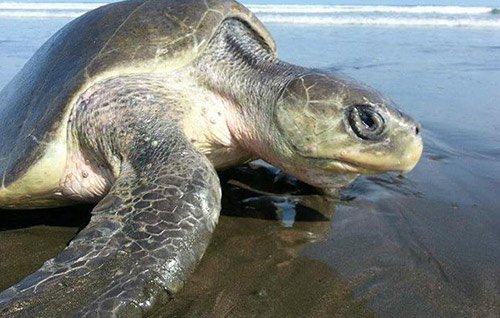 Lepidochelys olivacea