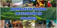 animales en peligro de extinción en Colombia