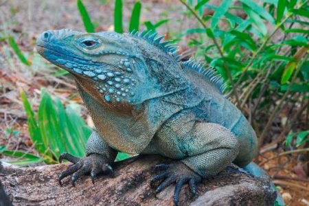 iguana azul