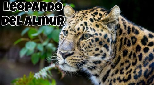 leopardo del almur