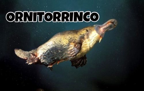 ornitorrinco