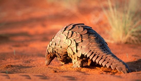 pangolín