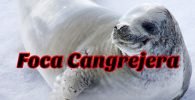 foca cangrejera