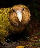 kakapo