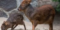 pudú