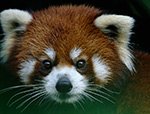 Ailurus fulgens