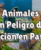 animales en peligro de extinción en panamá