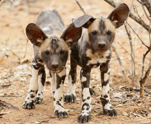 cachorros licaón