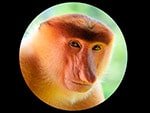 características del mono narigudo