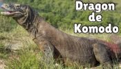 dragon de Komodo