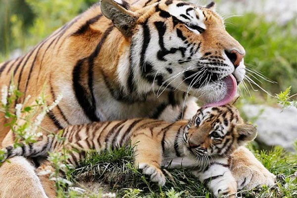 tigre siberiano en peligro de extincion