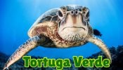 tortuga verde